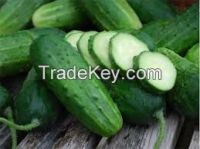 High  quality  Cucumber 