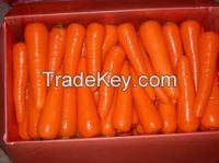 High quality  fresh carrots