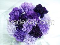 High  quality  fresh cut carnations