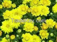 High  quality  fresh cut chrysanthemum flower 