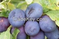 High  quality  Fresh Black Plum 