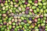 High  quality  Fresh Olives 