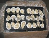 High quality  Frozen Oyster    for  sale