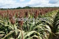 High  quality  WHITE SORGHUM 