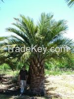 High  quality  jubaea chilensis palms