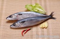 Pacific mackerel whole round supply