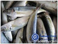 Frozen Horse Mackerel WR, HGT, HG(Trachurus japonicus)