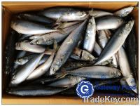 Frozen Mackerel WR, HGT, HG(Scomber japonicus)