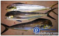 Frozen Mahi Mahi WR(Corvphaena hippurus)