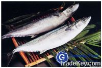 Frozen Spanish Mackerel (Scomberomorus Niphonius)