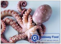 Octopus Vulgaris Supplier