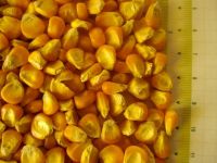 YELLOW CORN