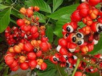 Brazilian Natural Guarana Seed