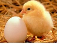 Farm fresh eggs