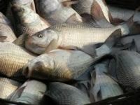 Pond Fish