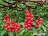 GMP Factory Fructus Schisandra Chinensis Extract