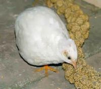 Button Quail
