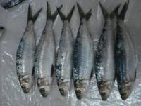 Sardinelle