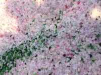 PET flakes from clean preforms