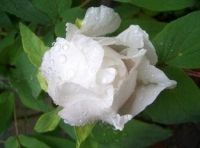 White peony P.E. (White peony extract)