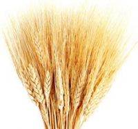 wheat flour