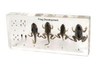 Qianfan Frog Development Educational Embedded Specimen  