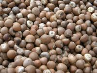 Dried Slice And Whole Betel Nuts 70%-75% From South Africa