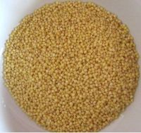 Top Quality Millet Seeds