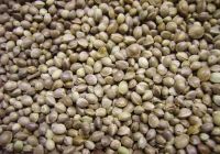 Top Quality Alfalfa Seeds