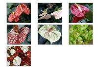 Anthuriums