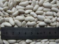 White Kidney Beans