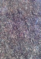 Hierba San Juan St. John's Wort