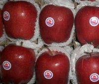 Red delicious apple China fresh fruit