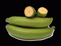 Green Plantain 