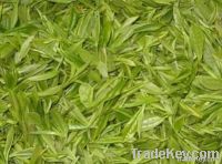 Green Tea Extracts