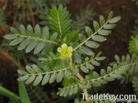 Tribulus Terrestris Extract