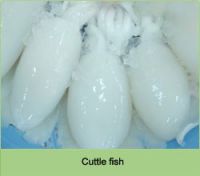 Cattle Fish