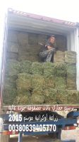 alfalfa hay