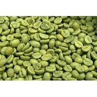 green coffee beans powder extract  