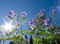 Borage oil