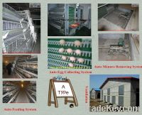 Professional Design Automatic Battery Cage