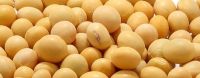 Best Grade soybeans for sale  