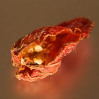 Chili Habanero getrocknete ganze Frucht rot