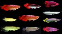 BUY TOP QUALITY AROWANA FISH ALL SPECIES