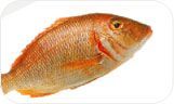 Fishes (Sea Water