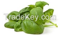 Basil