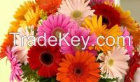 Gerberas