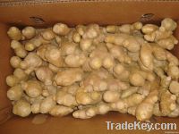 fresh ginger, air dry ginger, ginger from china