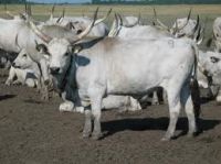 hungarian grey cattle