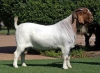 Live Boer Goats, Saanen Goats, Askanian and Anglo-nubians Goats